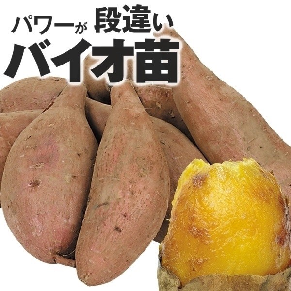 イモヅル 芋づる バイオ苗安納芋イモヅル