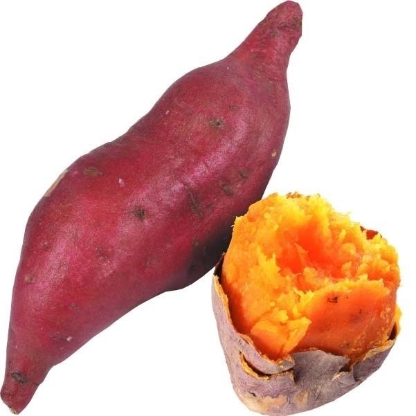 イモヅル 芋づる バイオ苗 ハロウィンスウィートPVP