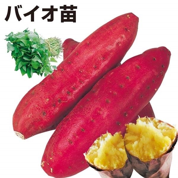 イモヅル 芋づる バイオ苗クイックスイートPVP 10本