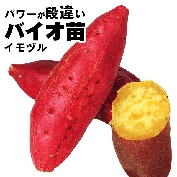 イモヅル 芋づる バイオ苗ベニアズマイモヅル