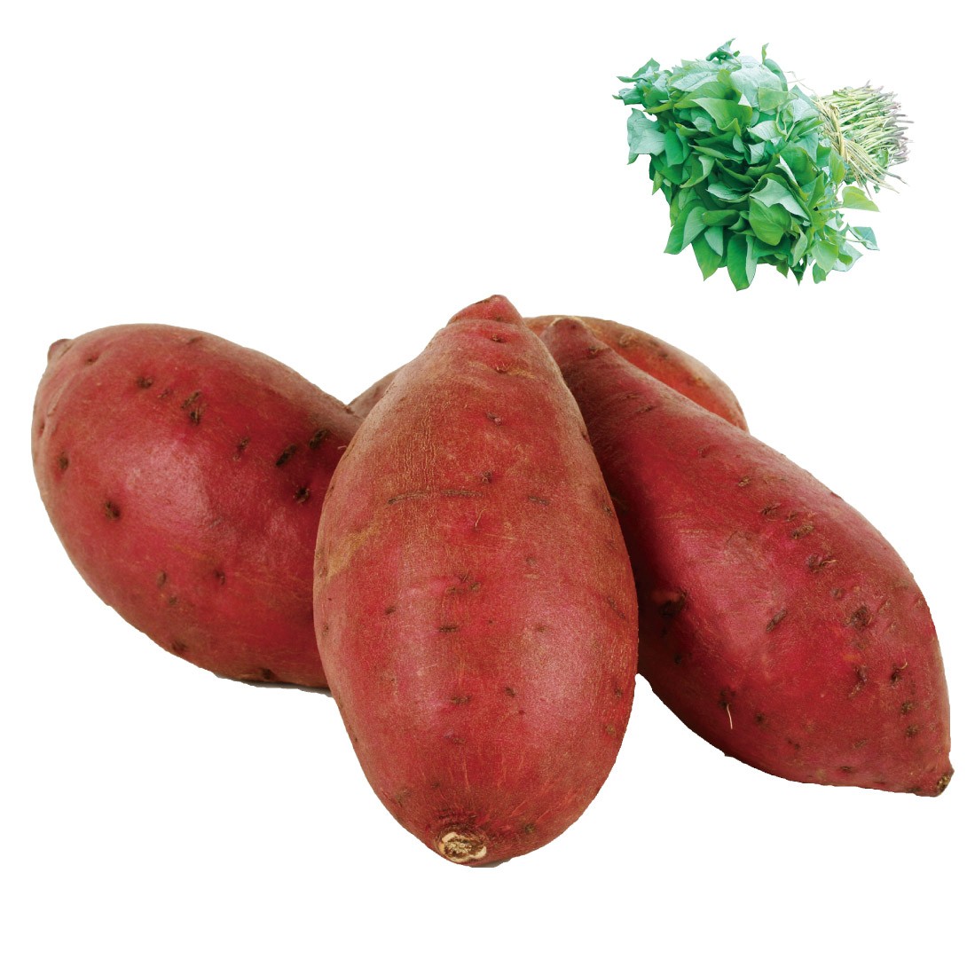 イモヅル 芋づる バイオ苗べにまさりPVP 10本