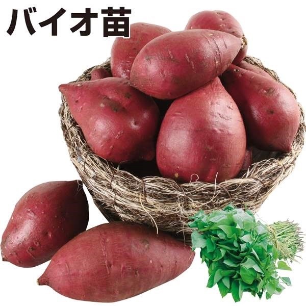 イモヅル 芋づる バイオ苗ひめあやかPVP 10本