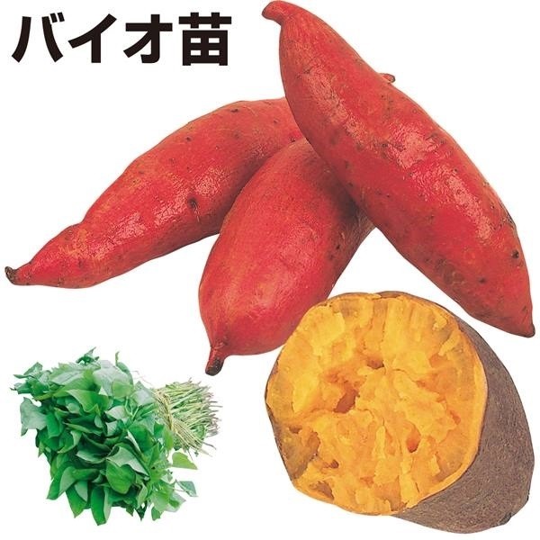 イモヅル 芋づる バイオ苗アヤコマチPVP 10本