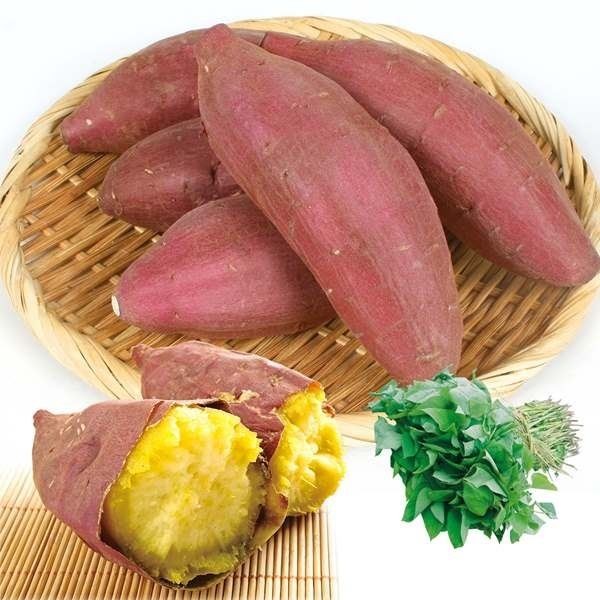 イモヅル 芋づる 特別便 シルクスイート(R)PVPイモヅル