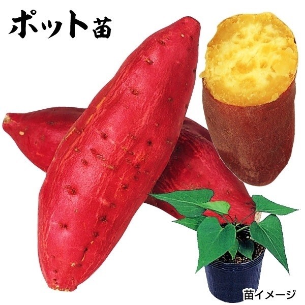 さつまいもポット苗 ベニアズマポット苗 2株