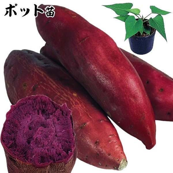 さつまいもポット苗 パープルスイートロード ポット苗 2株