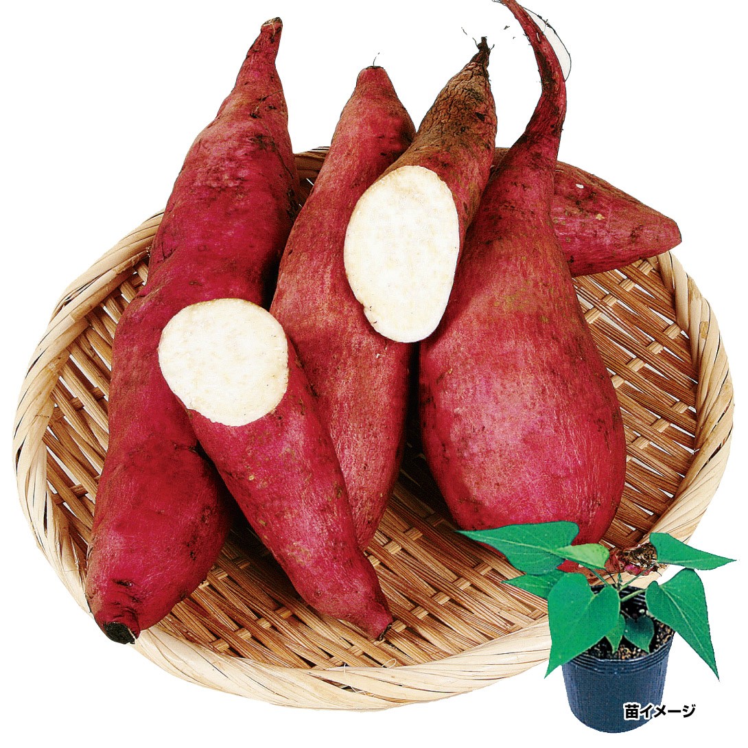 さつまいもポット苗 太白 ポット苗 2株