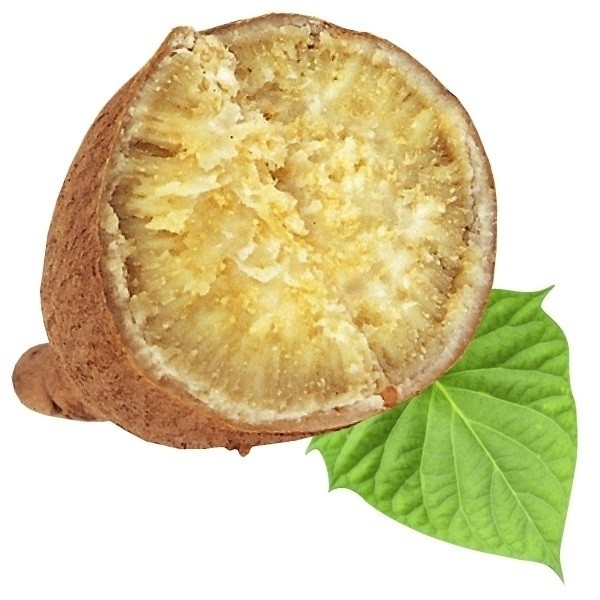 さつまいもポット苗 ヘルシー菜 ポット苗 2株