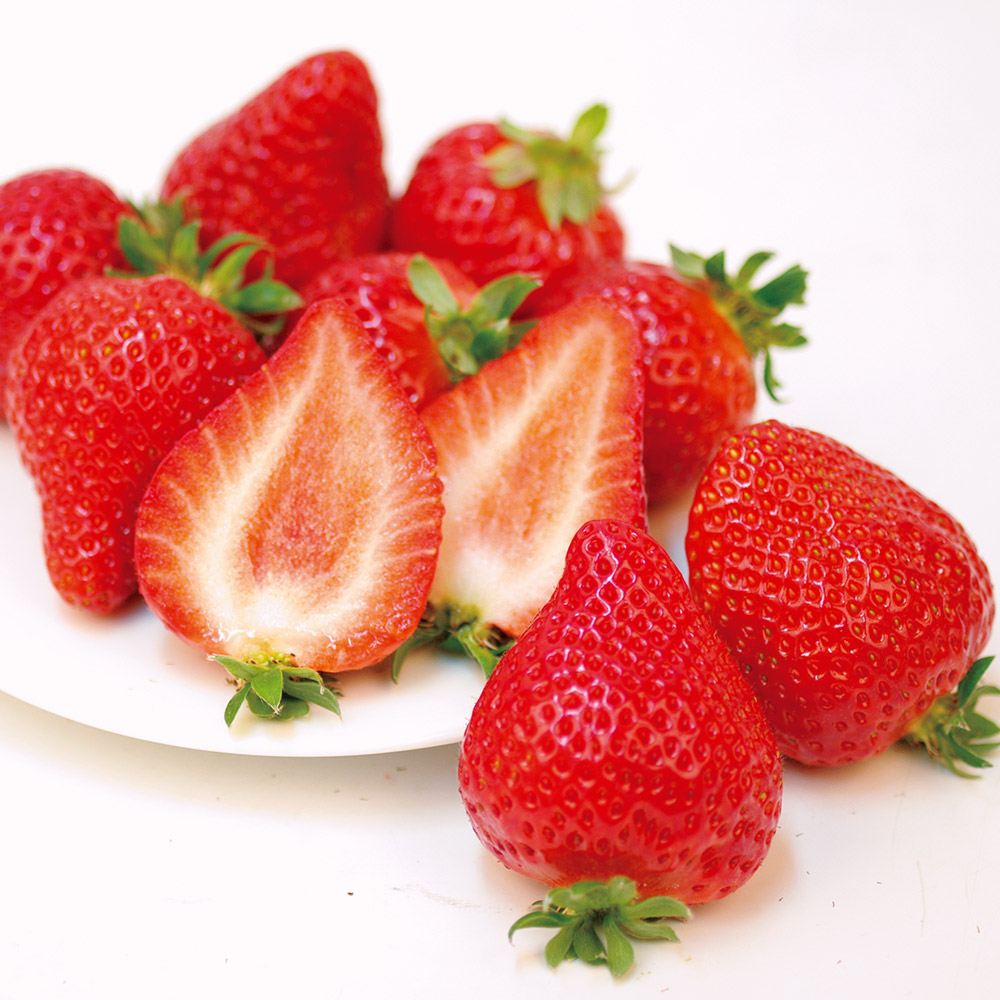 イチゴ苗 福岡いちご (品種名 福岡S6号)