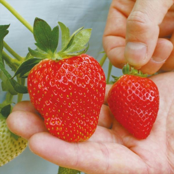 いちご苗 とちおとめ