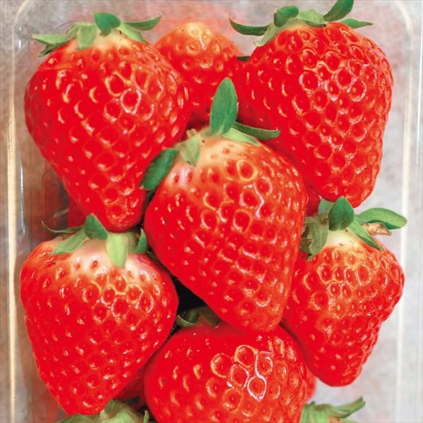 いちご苗 東京おひさまベリーPVP