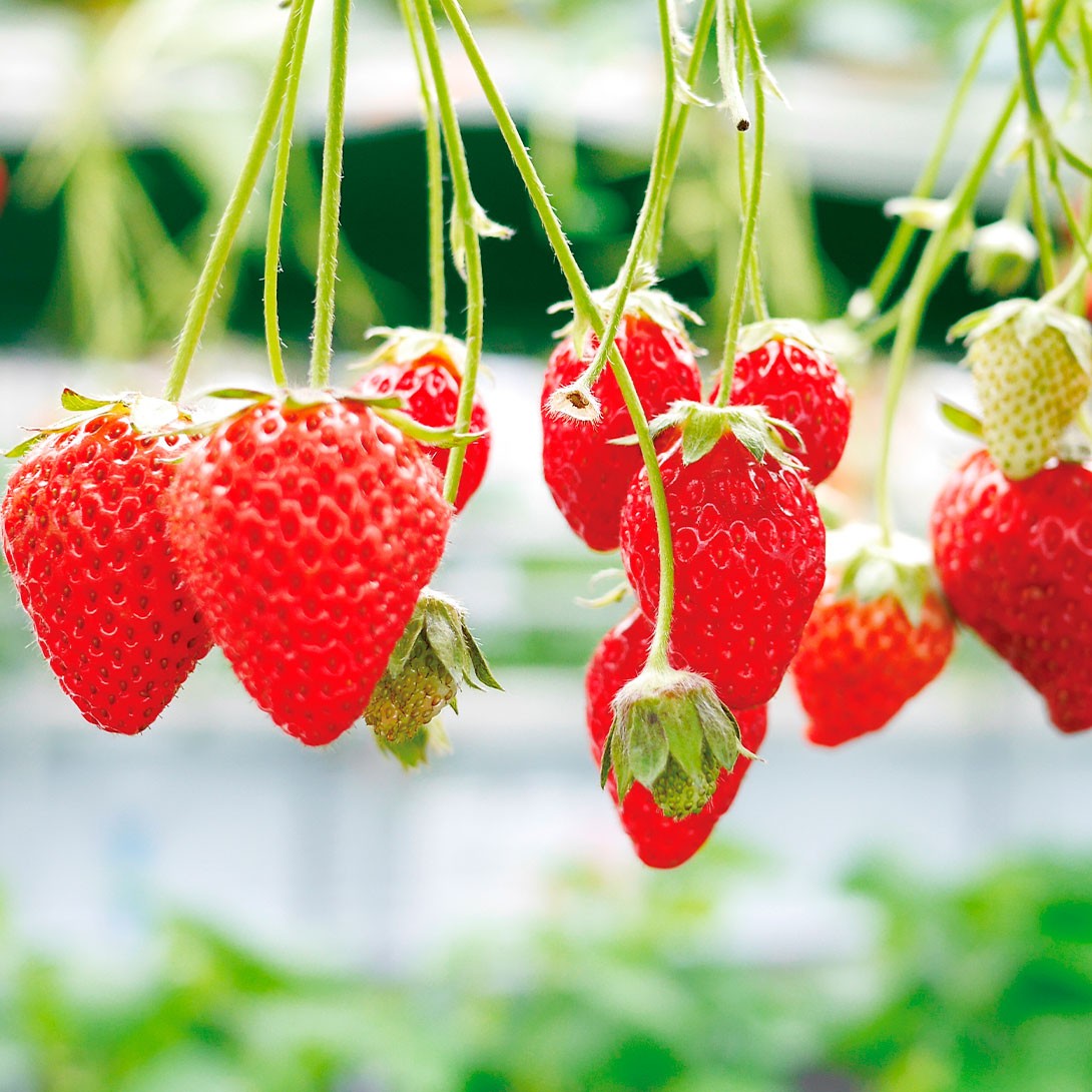 いちご苗 あまえくぼPVP