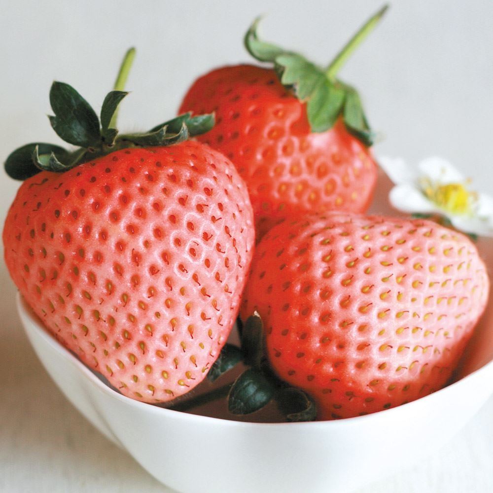 イチゴ苗 桃薫PVP