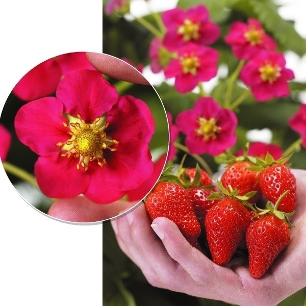 いちご苗 四季なりトスカーナ