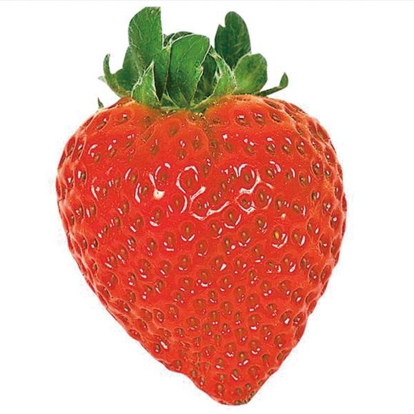 いちご苗 アイベリー