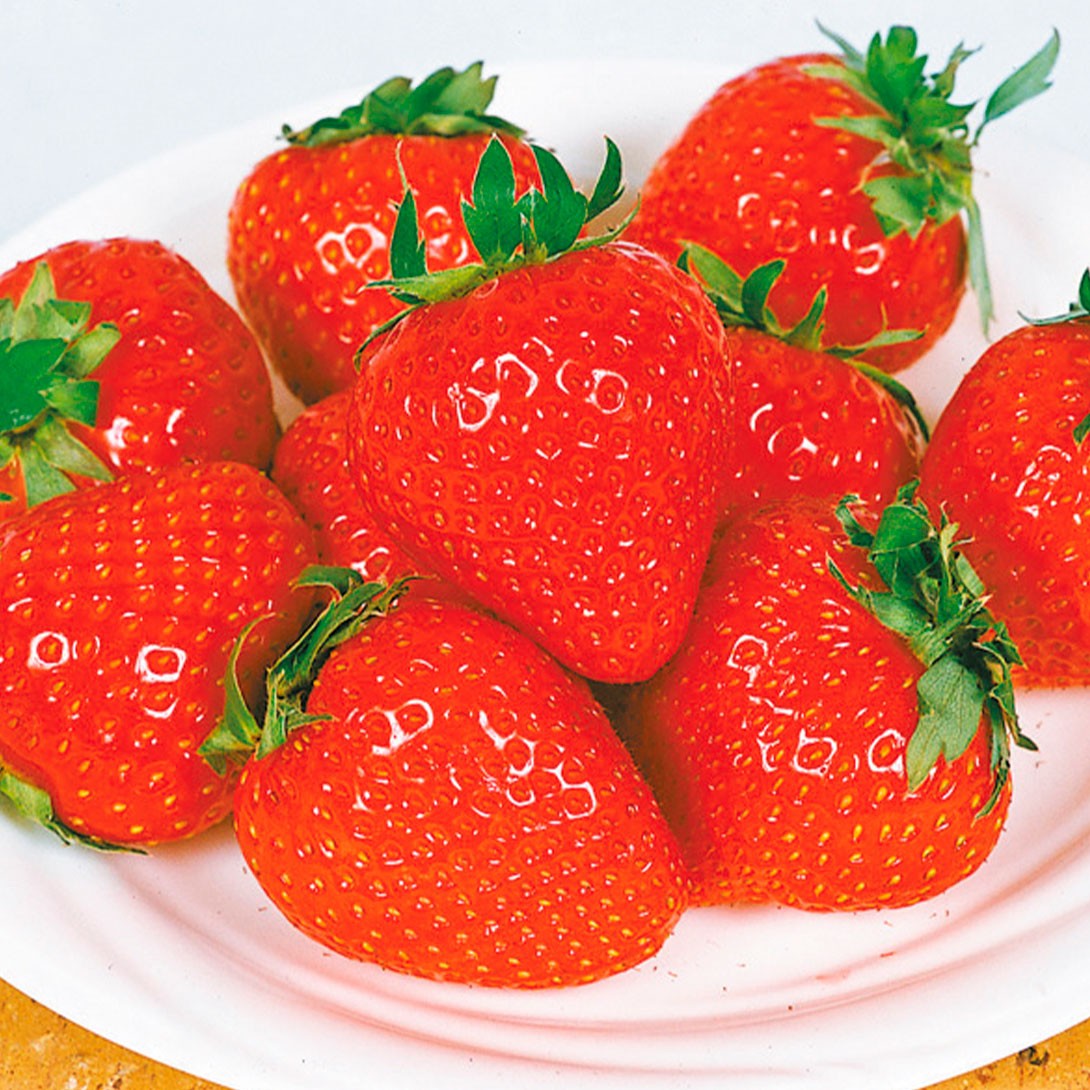 いちご苗 とよのか