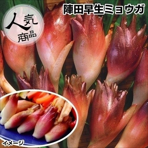 山菜苗 陣田早生ミョウガ 4株
