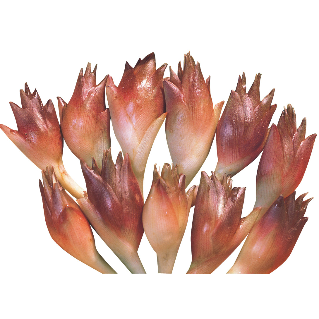 有用植物苗 ミョウガセット 3種12株