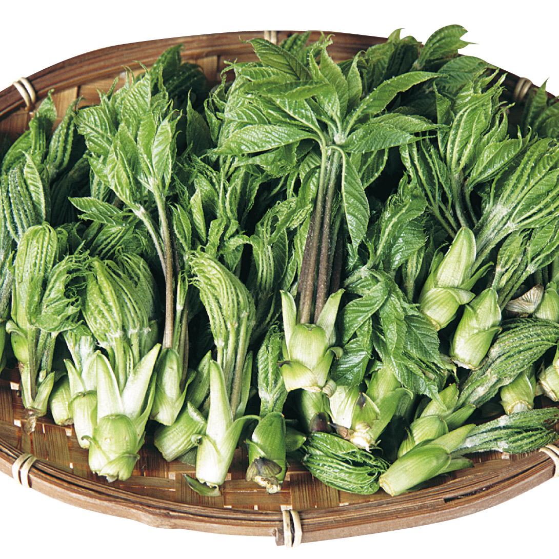 大株コシアブラ