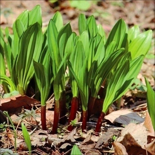 山菜苗 行者ニンニク