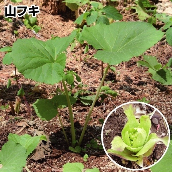 山菜苗 山フキ