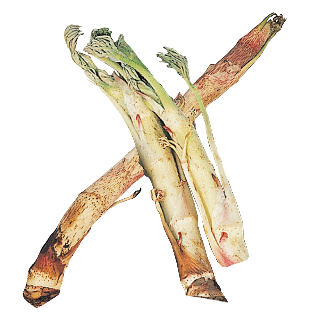 有用植物苗 ウド 3株