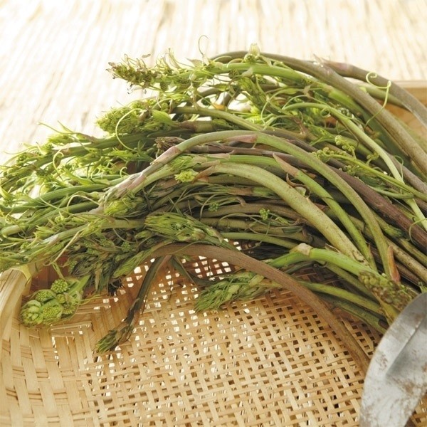 山菜苗 シオデ(別名：ヒデコ)