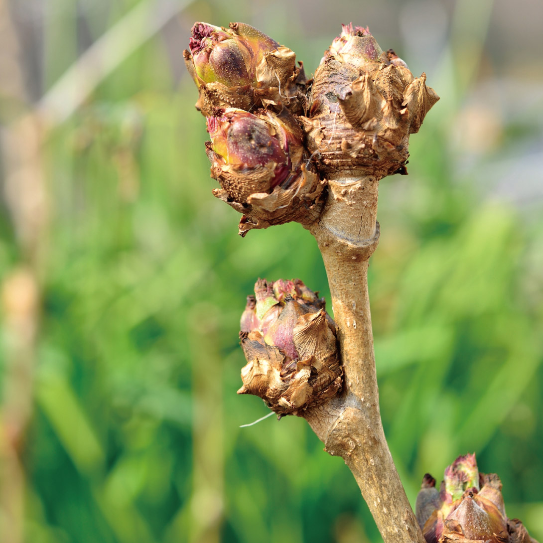 有用植物苗 タラの木 天然女ダラの木 1株