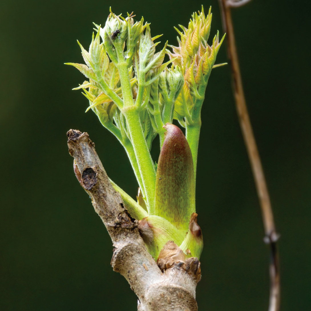 有用植物苗 タラの木 新駒タラの木 1株