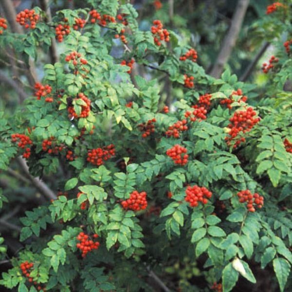 有用植物 山椒の木 ウルトラブドウサンショウ 1株