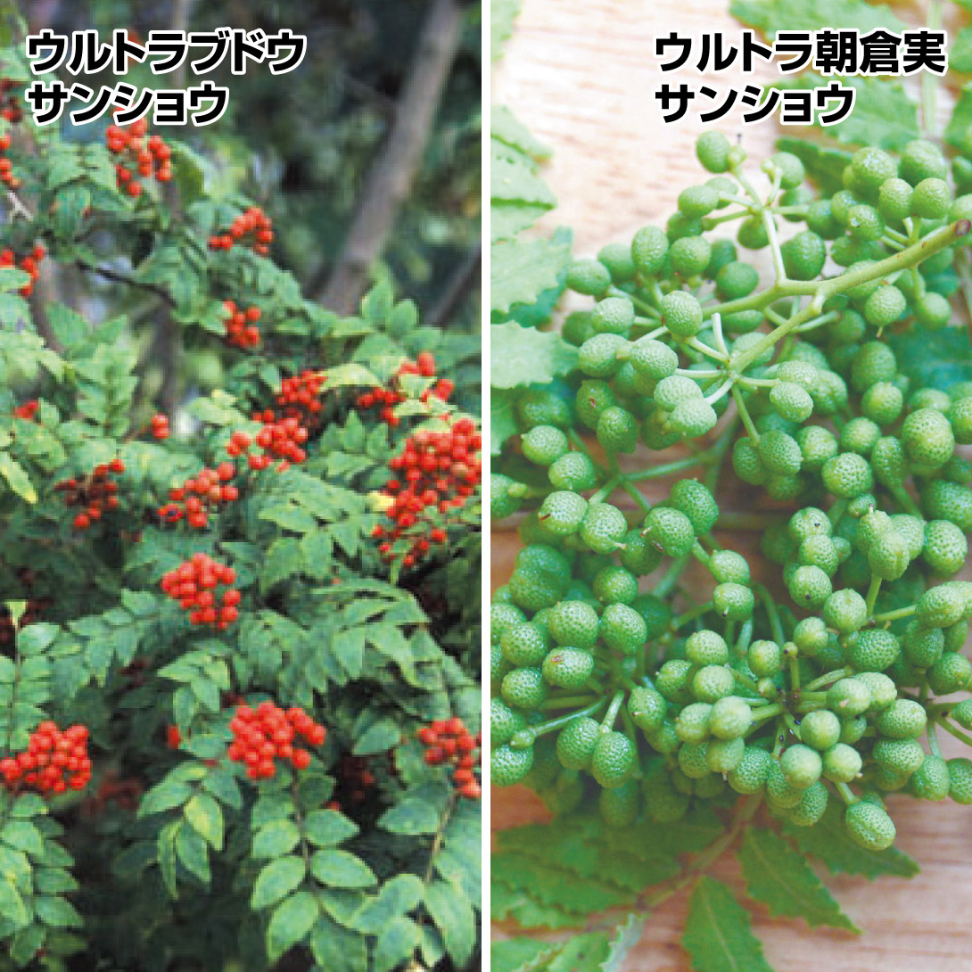 有用植物苗 山椒の木 ウルトラ山椒セット 2種2株