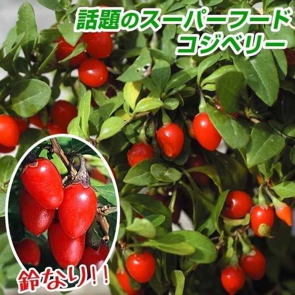 有用植物苗 クコ 千成 2株