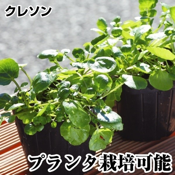 山菜苗 大谷川クレソン