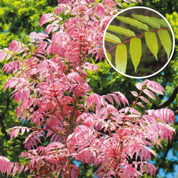 山菜苗 春椿 チャンチン 1株