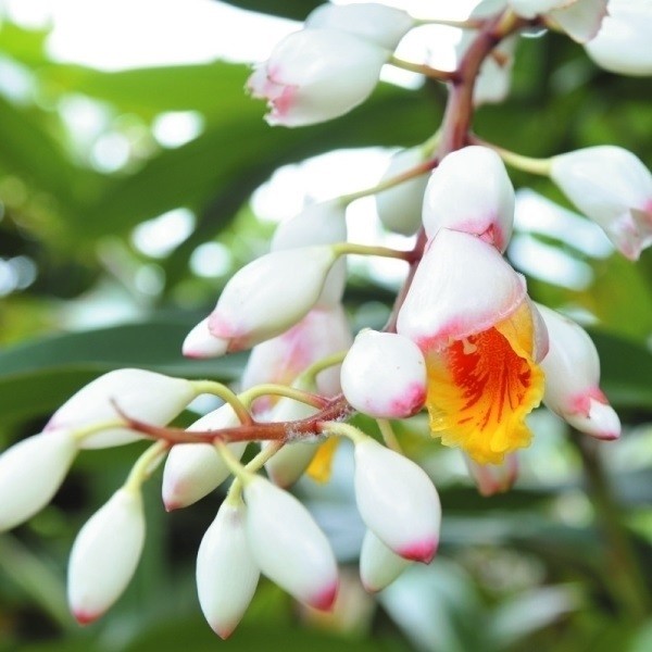 有用植物苗 ゲットウ 月桃 1株