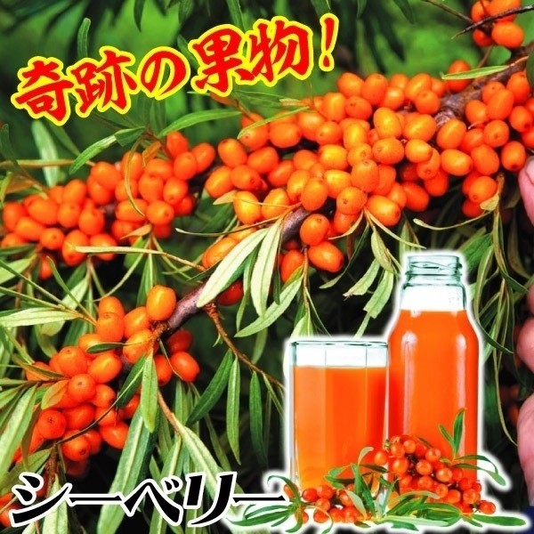 有用植物苗 シーベリー