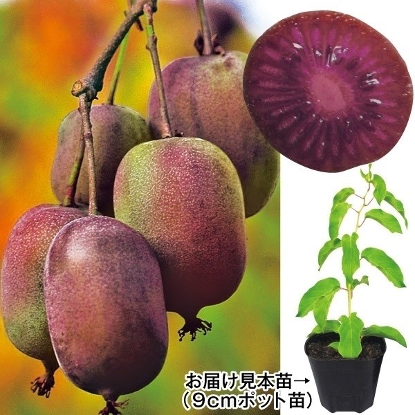 鉢植え向き果樹苗 ベビーキウイ ケンズレッド 2株