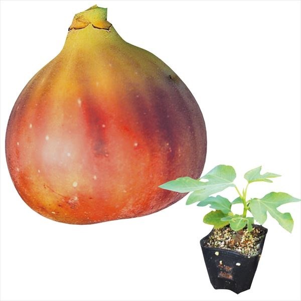 有用植物苗 ミニイチジク アーチペル 1株