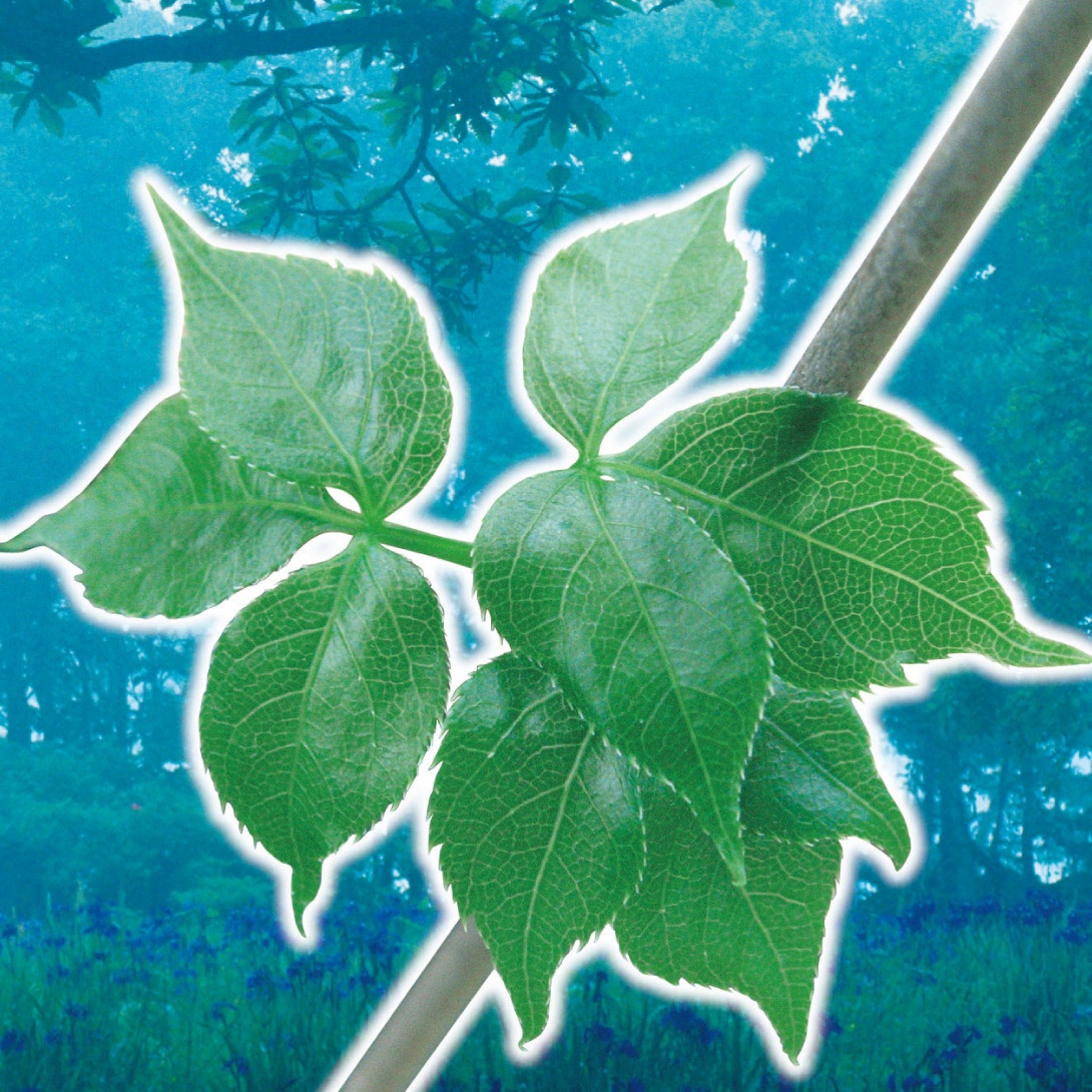 有用植物苗 タカノツメ 1株 送料込み ［セール商品]