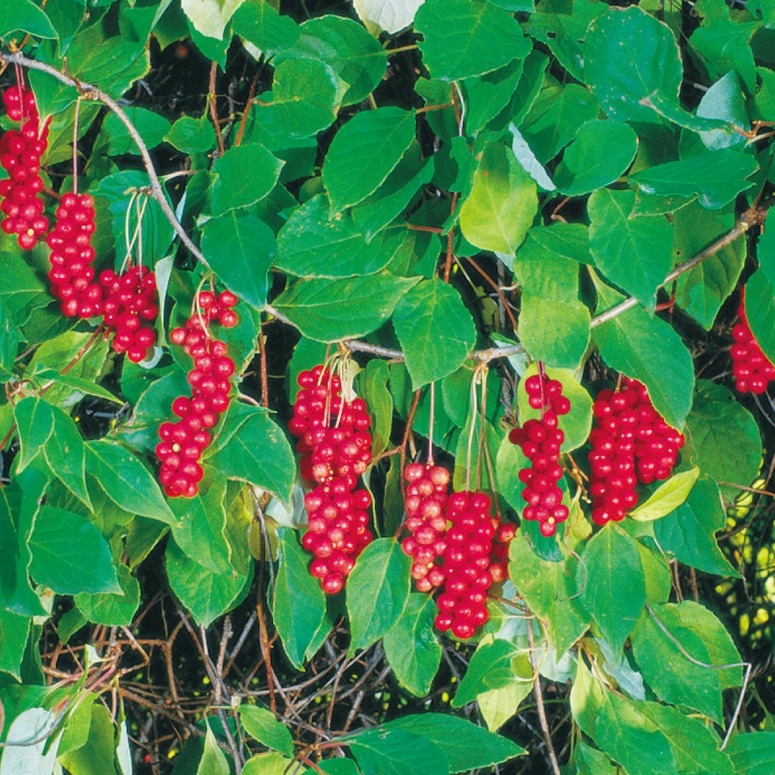 有用植物苗 朝鮮五味子 2株 送料込み ［セール商品]