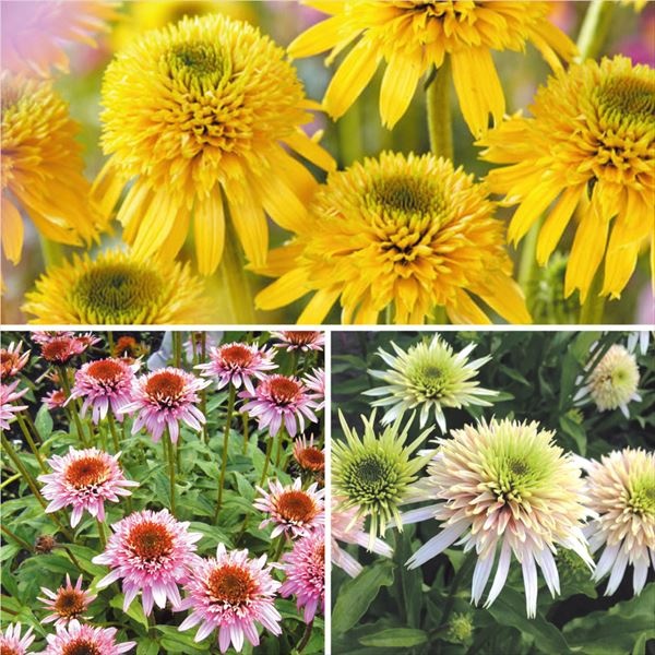 有用植物苗 エキナセア (品種見計らい・名称付) 2株 送料込み ［セール商品]