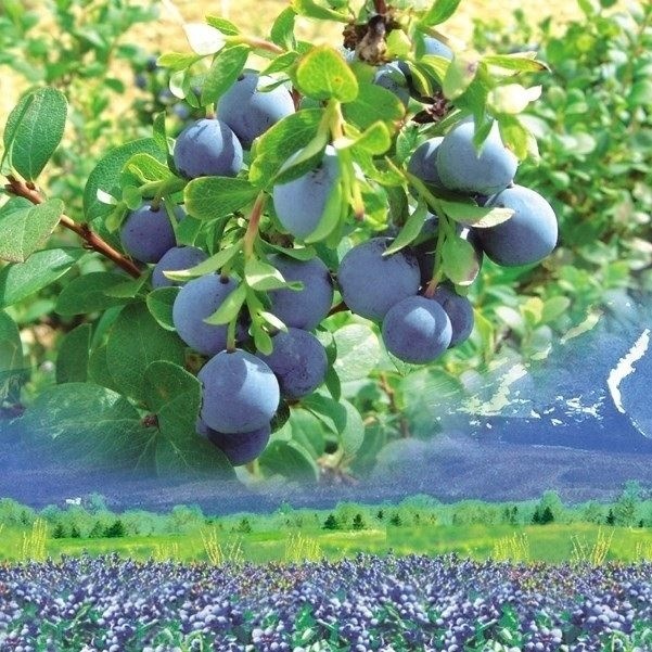 有用植物苗 浅間ベリー 2株 送料込み ［セール商品]