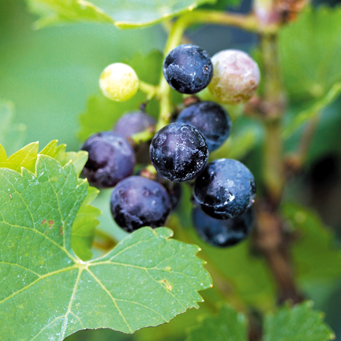 有用植物苗 一才ヤマブドウ 1株 送料込み ［セール商品]