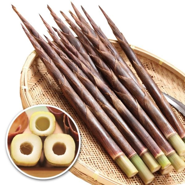 有用植物苗 タケノコ シホウチク 1株 送料込み ［セール商品]