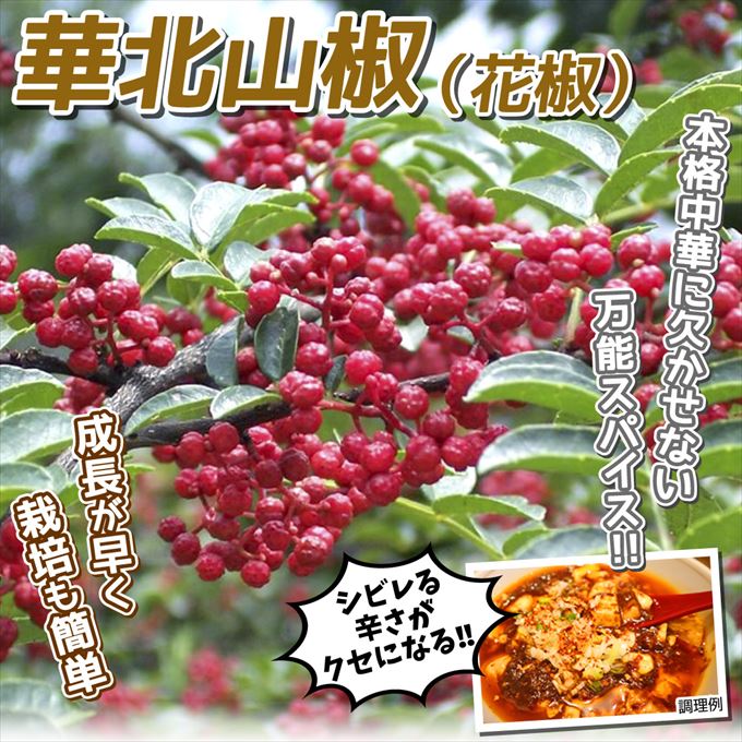 山菜など有用植物苗 山椒 華北山椒 1株 送料込み
