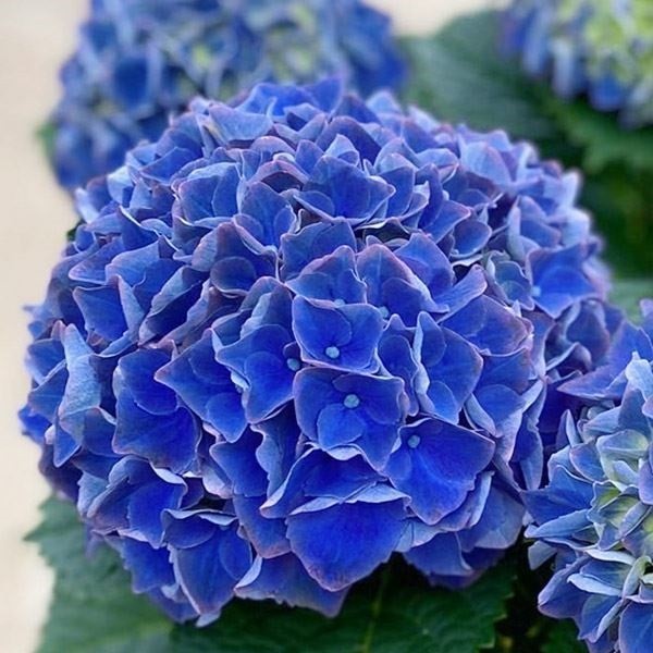 花木苗 アジサイ マジカルクリムゾンブルーPVP 1株