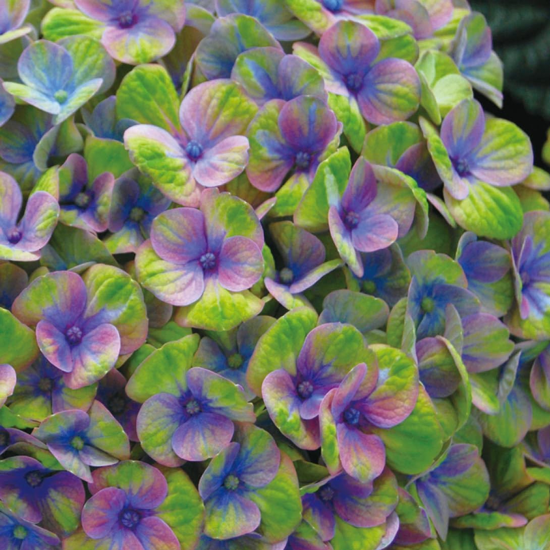 アジサイ苗 マジカルコーラルブルーPVP 1株