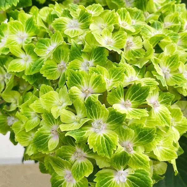 花木苗 アジサイ マジカルラプソディー（品種登録出願中） 1株