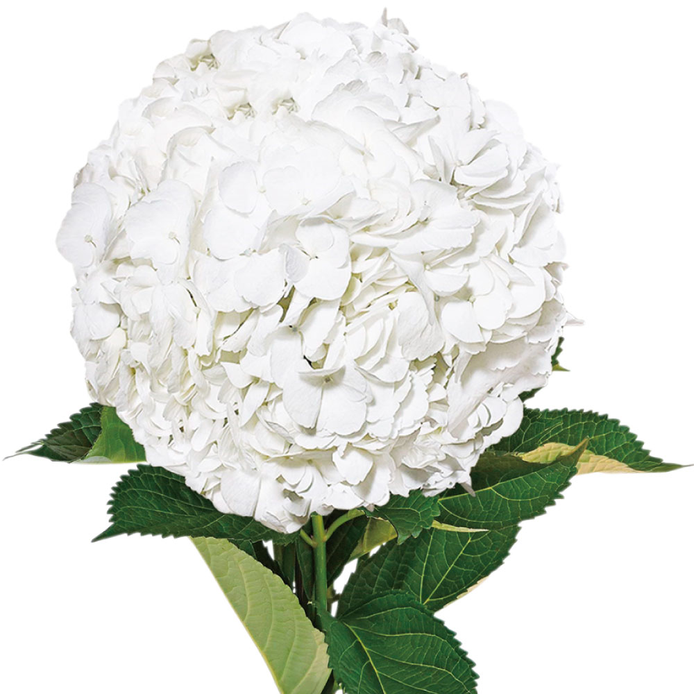 アジサイ苗 マダムバンホーテン 1株