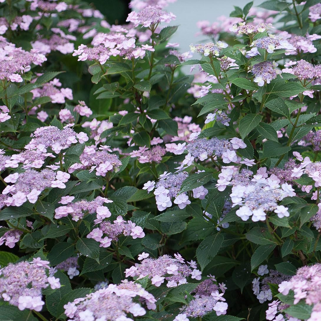 アジサイ苗 ヤマアジサイ タイニータフスタッフPVP 1株